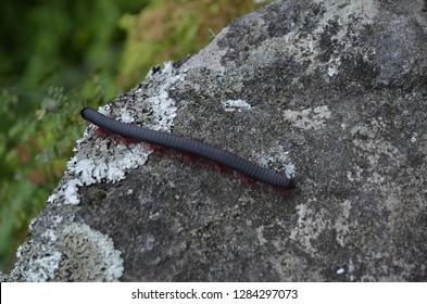 Black caterpillar with red legs