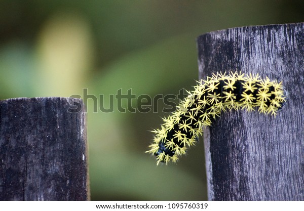 Black Caterpillar Yellow Spikes Standing Piece Royalty Free