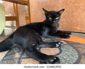 Black cats are auspicious cats. can bring good luck and money for the party to become a rich person with wealth and has a symbol of marriage happily and long  at Thailand.no focus