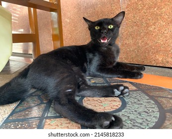 Black cats are auspicious cats. can bring good luck and money for the party to become a rich person with wealth and has a symbol of marriage happily and long  at Thailand.no focus
