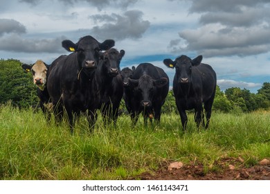 Black cattle at near Bielgrange, East Lothian, Scotland.