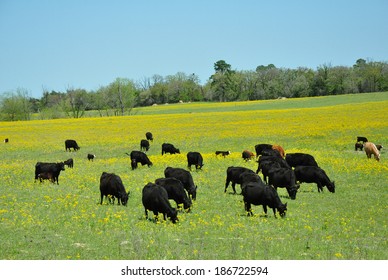 Black Cattle In Pasture