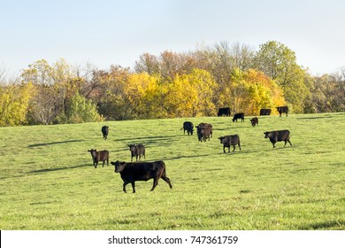 Black cattle walk a green pasture with fall foliage behind in rural Illinois.