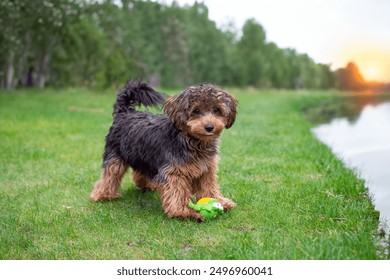 Black cavapoo puppy during the summer
