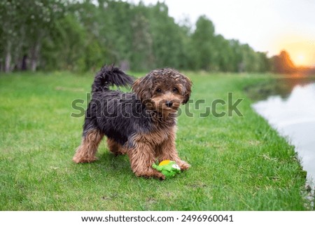 Black cavapoo puppy during the summer