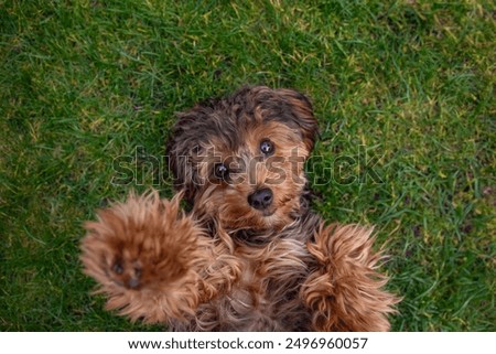 Black cavapoo puppy during the summer