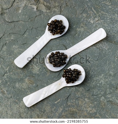 Black Caviar in special Shell Spoon on gray stone slate background texture