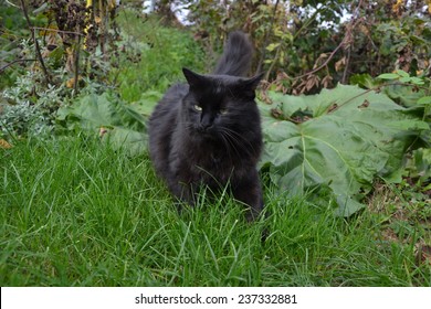 Black Chantilly Tiffany Cat In The Garden