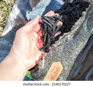 Black Charcoal Mulch In Hand Prepare For Cover Soil Surface Around Tree, Care Service For Spring Season. Gardening With Eco Friendly Fertilizer And Protection For Plant Tree, Seasonal Outdoor Activity