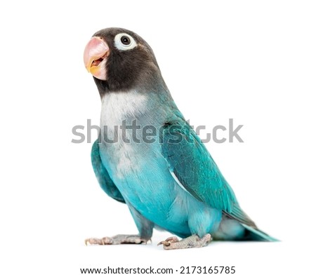 Black Cheecked Lovebird – Agapornis Nigrigenis – Blue mutation