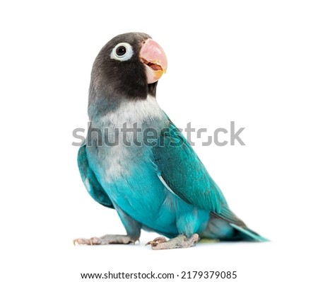 Black Cheecked Lovebird – Agapornis Nigrigenis – Blue mutation, isolated on white