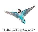 Black Cheecked Lovebird wings spread– Agapornis Nigrigenis – Blue mutation, isolated on white