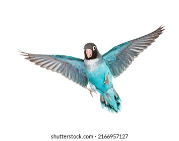 Black Cheecked Lovebird wings spread– Agapornis Nigrigenis – Blue mutation, isolated on white