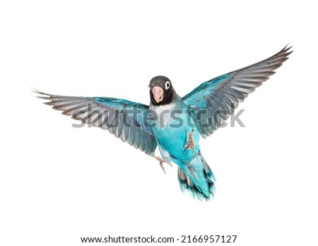 Black Cheecked Lovebird wings spread– Agapornis Nigrigenis – Blue mutation, isolated on white ストックフォト © 