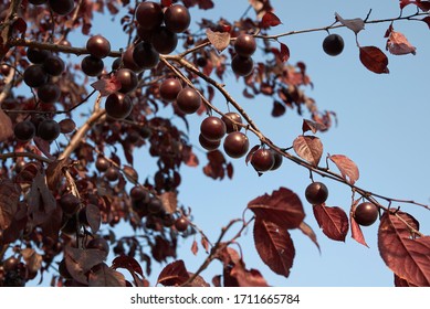 Black Cherry Plum Tree With Red Plums
