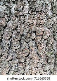 Black Cherry Tree Bark