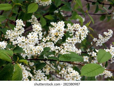 Black Cherry Tree In Blossom