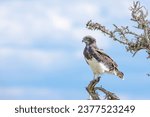 Black Chested Snake Eagle on treetop
