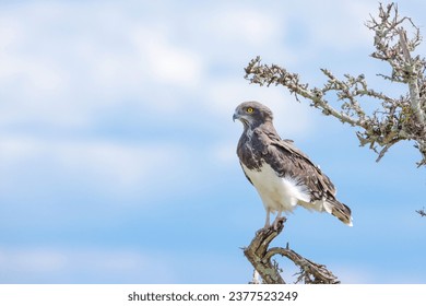 Black Chested Snake Eagle on treetop - Powered by Shutterstock