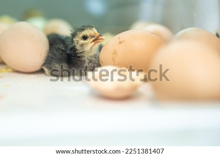 a black chick with yellow patterns in an incubator that has just hatched.a chick in an incubator surrounded by eggs.the newborn chick waits for the other chicks to hatch.the first-born chick.egg shell