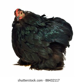Black chicken of Cochin China breed isolated on white