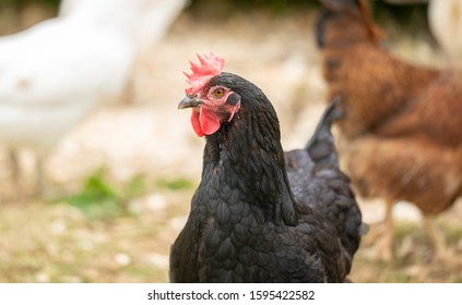 Black Chicken In A Coop With A Defocused Background Including White And Brown Chickens, Shot In The UK