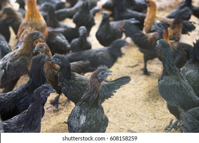 black chicken in the farm