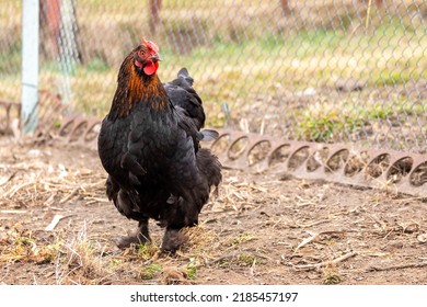 Black Chicken In The Farm Yard. Raising Chickens