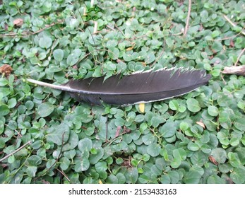 A Black Chicken Feather On A Round Leafy Grass.