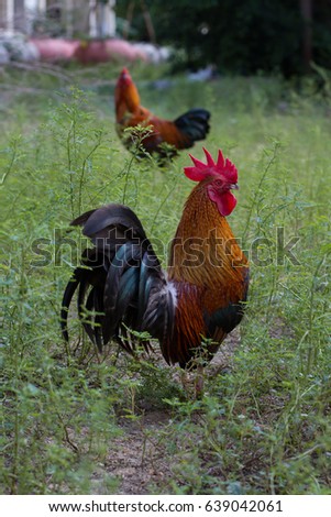 Similar – Image, Stock Photo Young cock on meadow