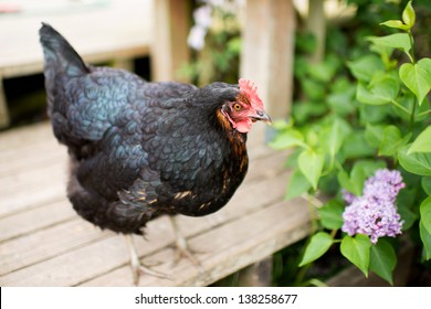 jersey black giant rooster