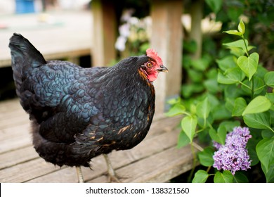 black jersey giant chicken
