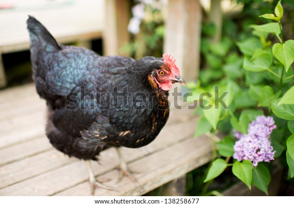 black jersey giant chicken