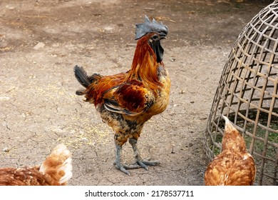 1,662 Chicken breeders Images, Stock Photos & Vectors | Shutterstock