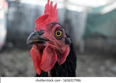 Black Chicken Portrait With A Red Crest