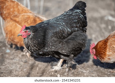 A black chicken stands in front of two other chickens. The black chicken is the largest and is standing on a dirt ground - Powered by Shutterstock