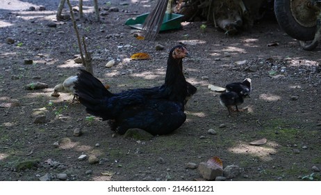 Black Chicken Their Chick Adult 260nw 2146611221 