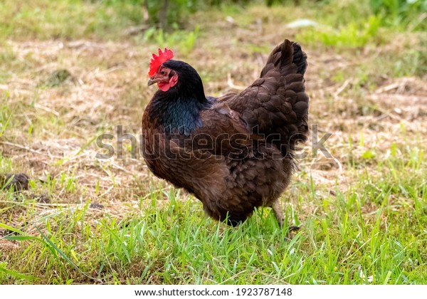 Black chicken\
walks in the garden on the\
grass