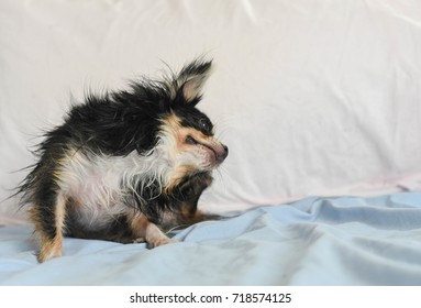 A Black Chihuahua Dog Is Scratch On A Bed