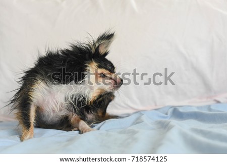 a black chihuahua dog is scratch on a bed