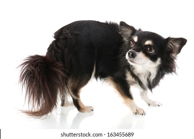 Black Chihuahua isolated over white background