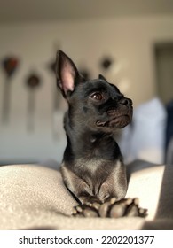 Black Chihuahua Puppy Laying Down Portrait 