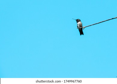 Black chinned hummingbird in Dallas, Texas