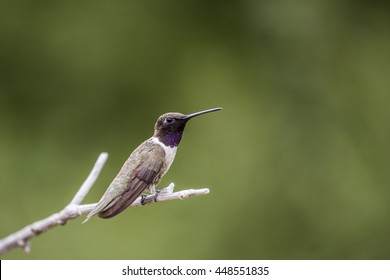 Black Chinned Hummingbird. Madera Canyon, AZ. 