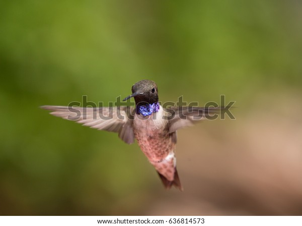 Black chinned male\
hummingbird with wings outstretched in flight with a green and\
brown background.