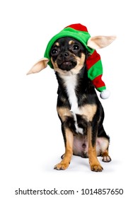 Black Chiwawa Dog Sitting With Funny Chirstmas / Elf Hat Isolated On Whit Background
