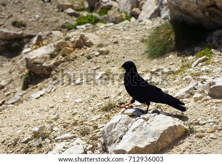 Black chough 