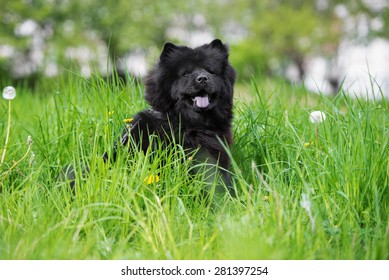 Black Chow Chow Dog Sitting Outdoors