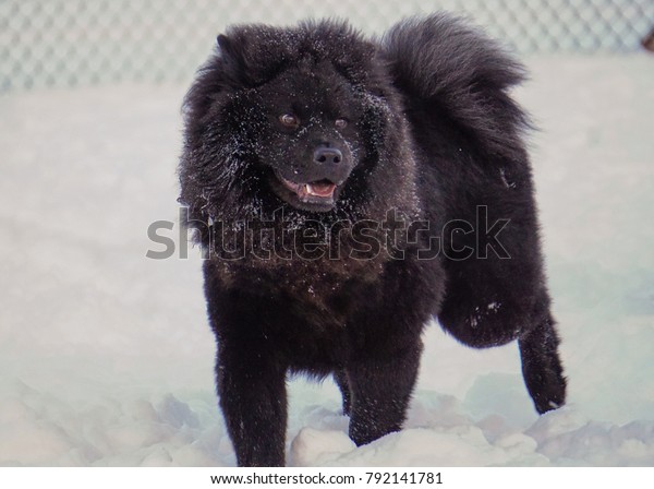 chow chow all black