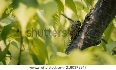 A black cicada isolated on a tree in summer, Bug or insect background, This cicada is called 